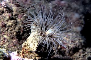 Cerianto (Cerianthus membranaceus)