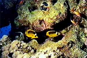 Pesce farfalla fasciato (Chaetodon fasciatus)