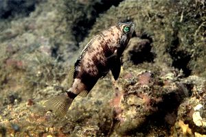 Sacchetto (Serranus hepatus)