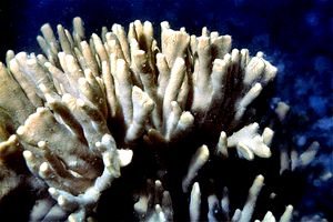 Spugna incrostante (Adocia varia)