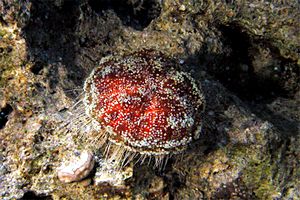 Riccio velenoso (Toxopneustes pileolus)