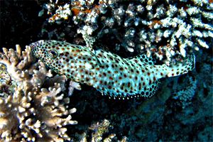 Cernia maculata bruna (Epinephelus tauvina)