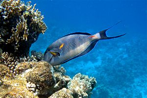 Pesce chirurgo (Acanthurus sohal)