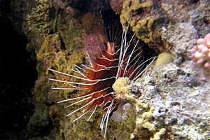 Pesce cobra (Pterois radiata)