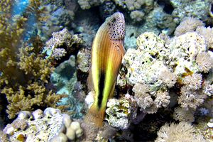 Pesce falco (Paracirrhites forsteri)