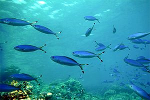 Fuciliere giallo e blu (Caesio suevica)