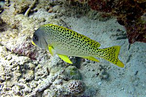 Gaterino tropicale (Plectorhinchus gaterinus)