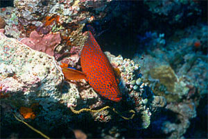 Cernia miniata (Cephalopholis miniata)