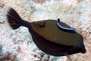 Pesce scatola (Ostracion n.d.)