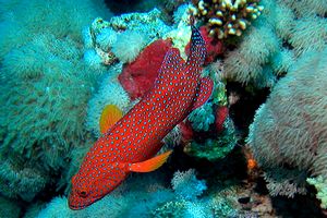 Cernia miniata (Cephalopholis miniata)