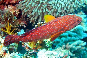 Cernia miniata (Cephalopholis miniata)