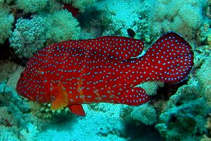 Cernia miniata (Cephalopholis miniata)