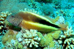 Pesce falco (Paracirrhites forsteri)