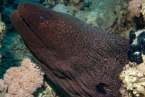 Murena gigante (Gymnothorax javanicus)