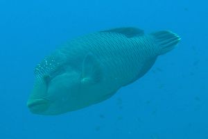 Pesce napoleone (Cheilinus undulatus)