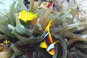 Pesce pagliaccio (Amphiprion bicinctus)