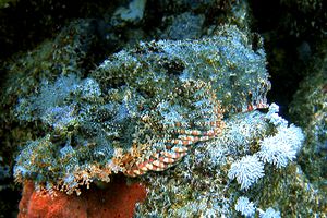 Pesce scorpione tassellato (Scorpaenopsis oxycephalus)