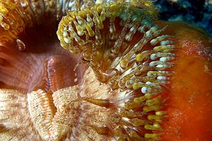 Attinia calice (Cereus pedunculatus)