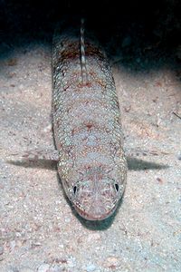 Pesce lucertola (Saurida gracilis)
