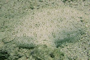 Sogliola di Mos� (Pardachirus marmoratus)