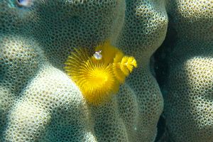 Anellide albero di natale (Spirobranchus sp.)
