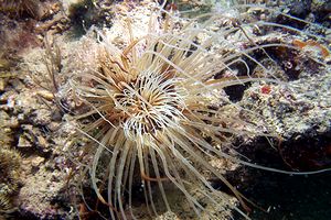 Cerianto (Cerianthus membranaceus)