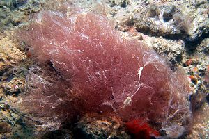 Alga rossa (Ceramium sp.)