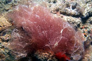 Alga rossa (Ceramium sp.)