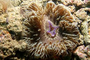 Attinia calice (Cereus pedunculatus)