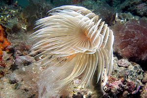 Spirografo (Sabella spallanzanii)