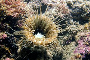 Cerianto (Cerianthus membranaceus)