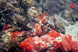 Scorfano rosso (Scorpaena scrofa)