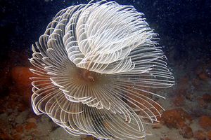 Spirografo (Sabella spallanzanii)