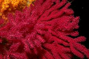 Gorgonia rossa (Paramuricea clavata)