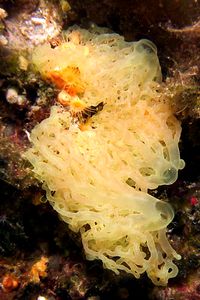 Spugna gialla (Clathrina clathrus)