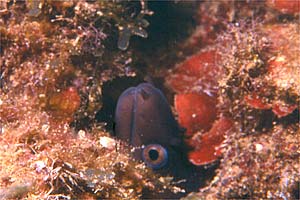 Murena (Muraena helena)