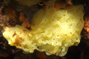 Spugna gialla (Clathrina clathrus)