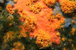 Spugna rossa (Spirastrella cunctatrix)