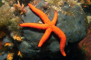 Stella rossa (Echinaster sepositus)