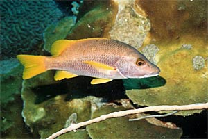 Grugnitore (Lutjanus apodus)