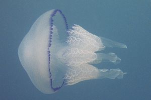 Polmone di mare (Rhizostoma pulmo)