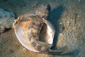 Ghiozzo nero (Gobius niger)