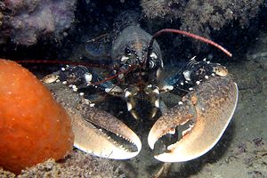 Astice (Homarus gammarus)