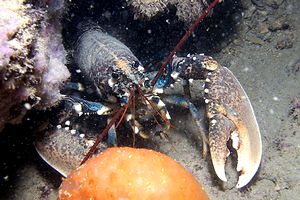 Astice (Homarus gammarus)