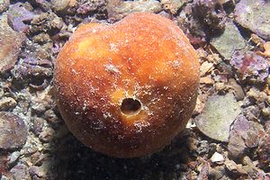 Spugna del paguro (Suberites domuncula)