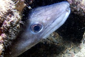 Grongo (Conger conger)