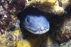 Grongo (Conger conger)