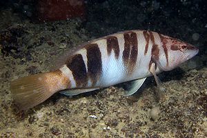 Sciarrano (Serranus scriba)