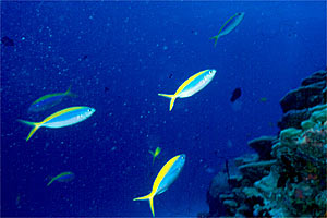 Cesionide (Caesio teres)