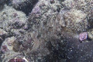 Rombo peloso (Phrynorhombus regius)